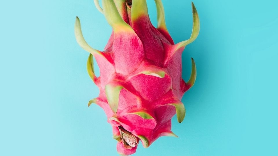 Viewing a Dragon Fruit upclose with it's pink skin, long soft thorns, and unusual appearance dragon fruit - how to cut dragon fruit how does dragon fruit taste pitaya